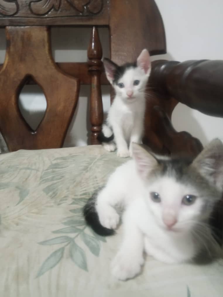 yaracalcagno's tweet photo. Difundo. Hermosos gatitos en adopción 2 meses,  Guarenas-Guatire ☎️ 0424 2919658 Adopta y dale💖 la Oportunidad de Tener un Hogar https://t.co/Xr3sDjBPCz