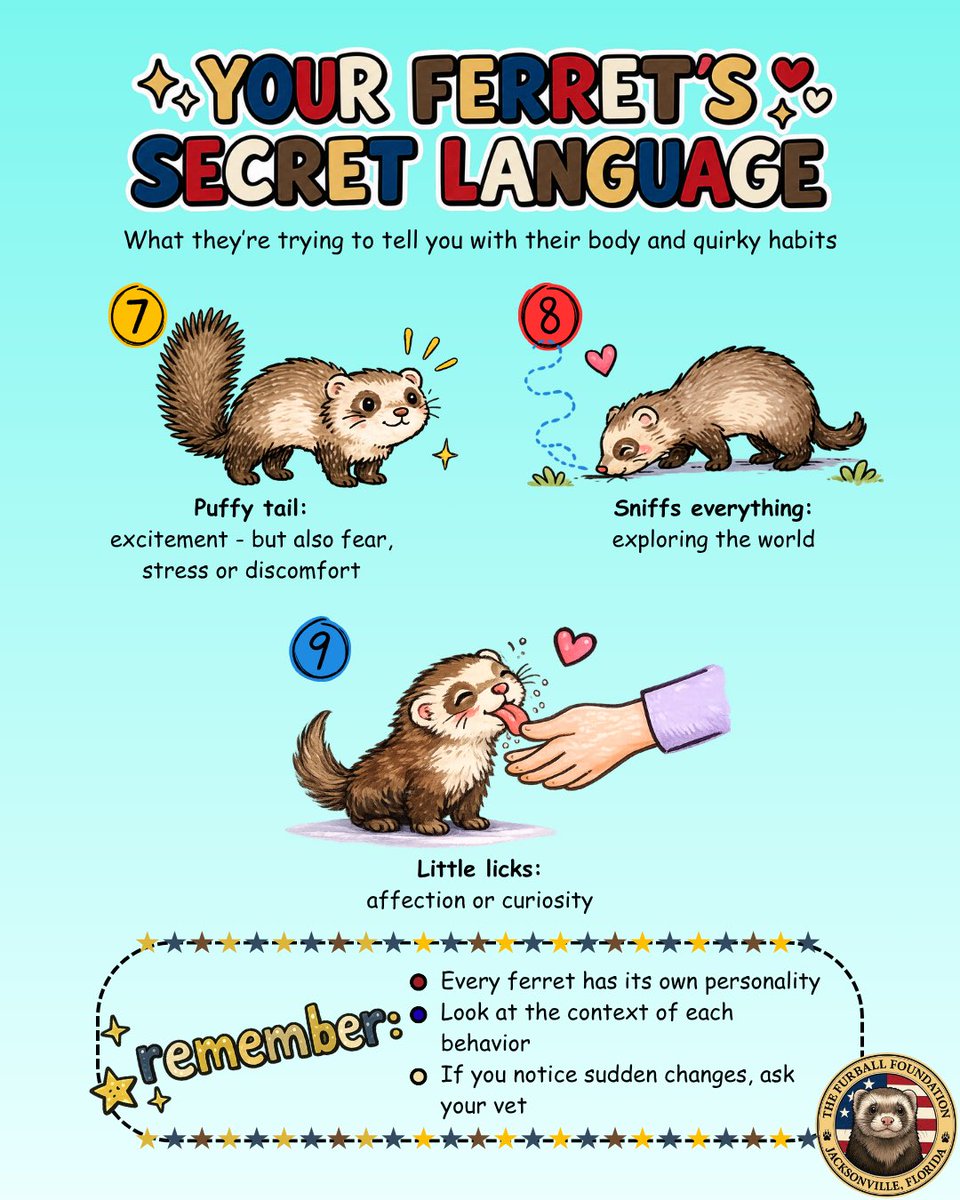 Furball_FDN's tweet photo. Ever wonder what your ferret is trying to tell you? 🐾
Which of these behaviors does your ferret do the most? 🦦💕
#ferret #ferretlife #ferretlove #exoticpets #ferretcute https://t.co/ObnMdF142w