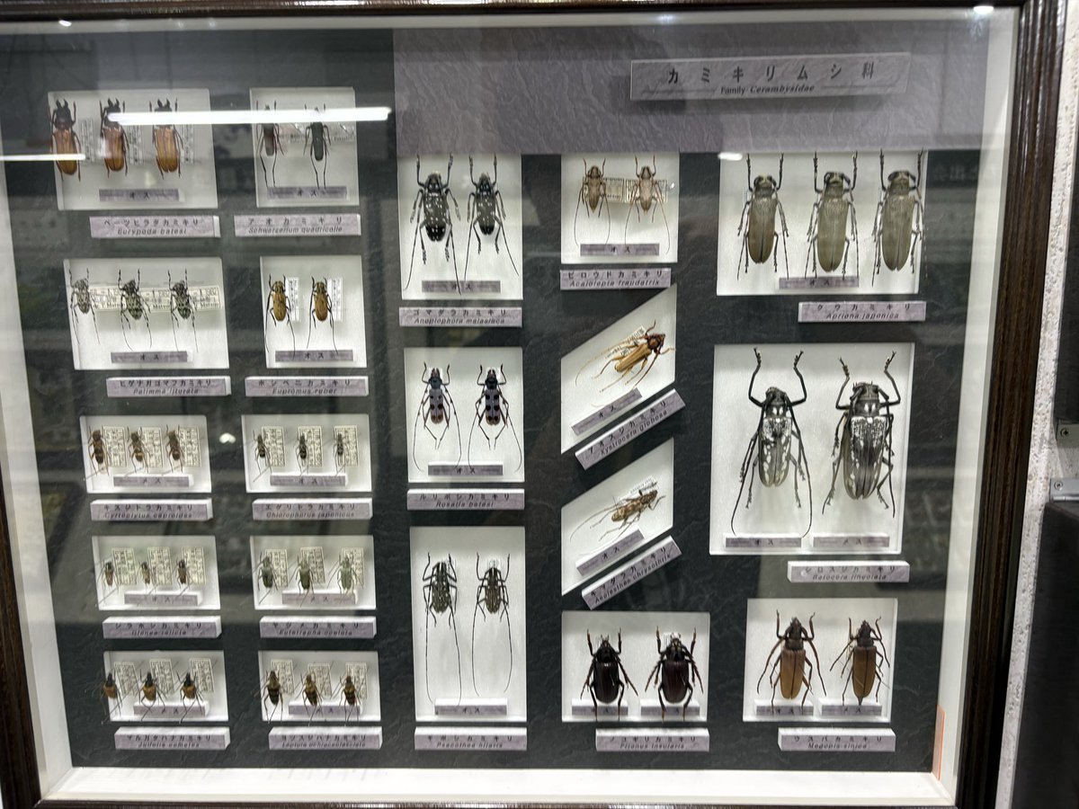 dojyokun's tweet photo. 岐阜の名和昆虫博物館に行ってきた
結構見応えがあっていい
ギフチョウの展示は結構力が入ってておもしろい https://t.co/qB73CsOYl8