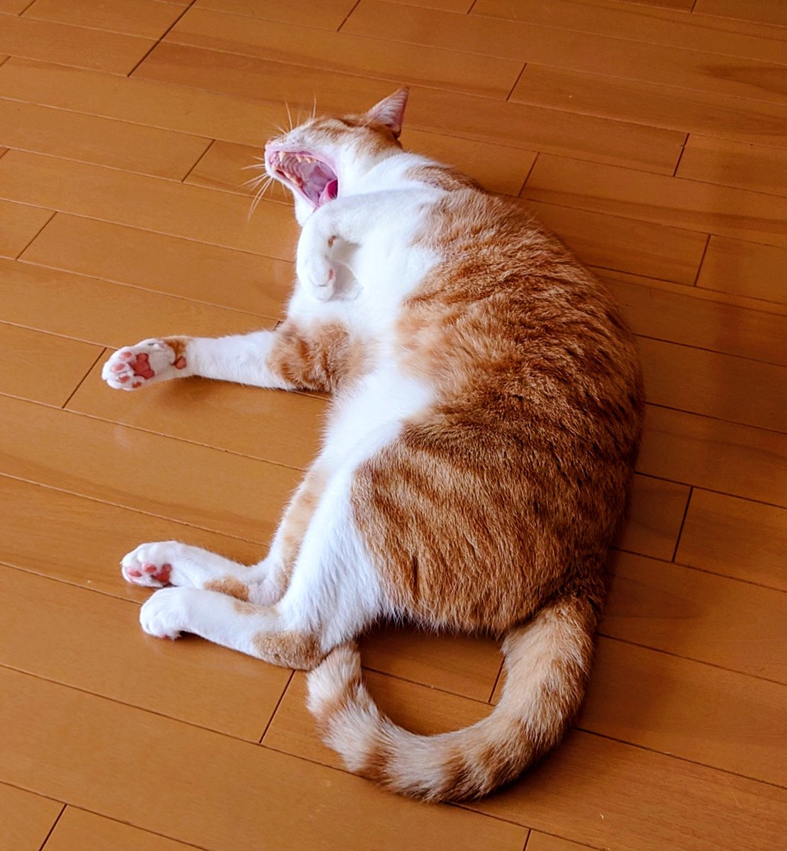 chatamomi_diary's tweet photo. あ～眠いったらありゃしない
#猫 
#猫好きさんとつながりたい 
#猫がいるくらし 
#猫の日常 
#猫写真 
#mnc_cat https://t.co/O2hCljHOCQ