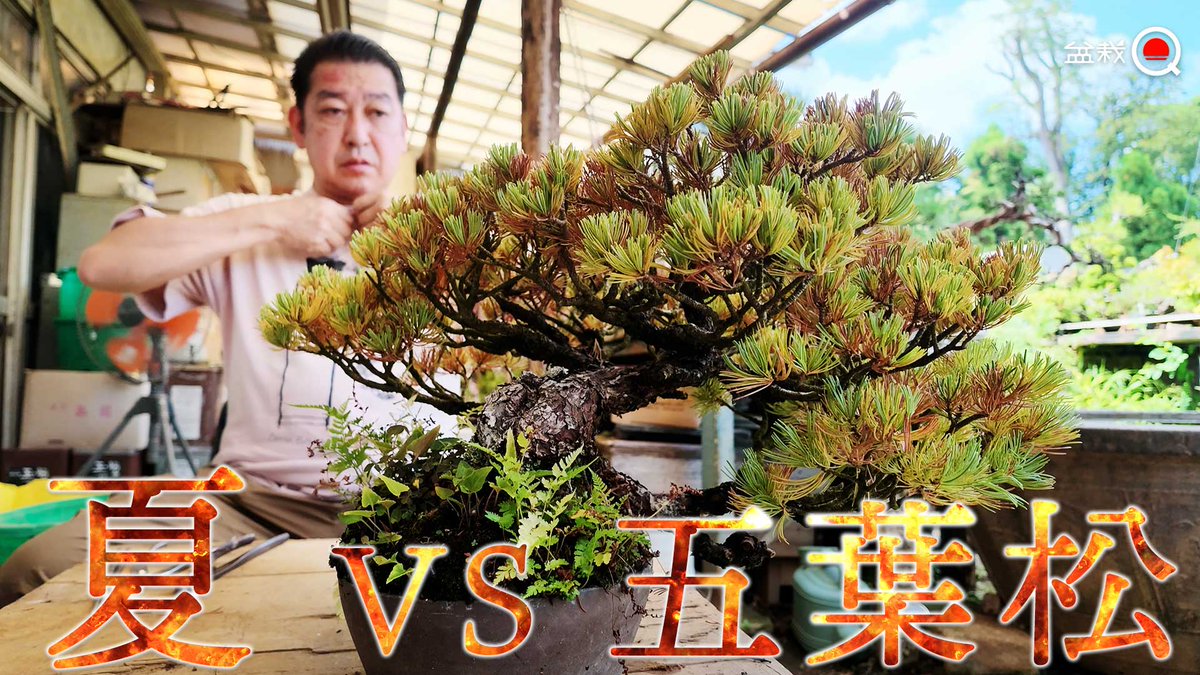 bonsaiq_info's tweet photo. 夏に調子を崩した五葉松の救済方法とは？【盆栽Q】 https://t.co/Jnl34Ztj0n @YouTubeより https://t.co/LoYCnsaZtU
