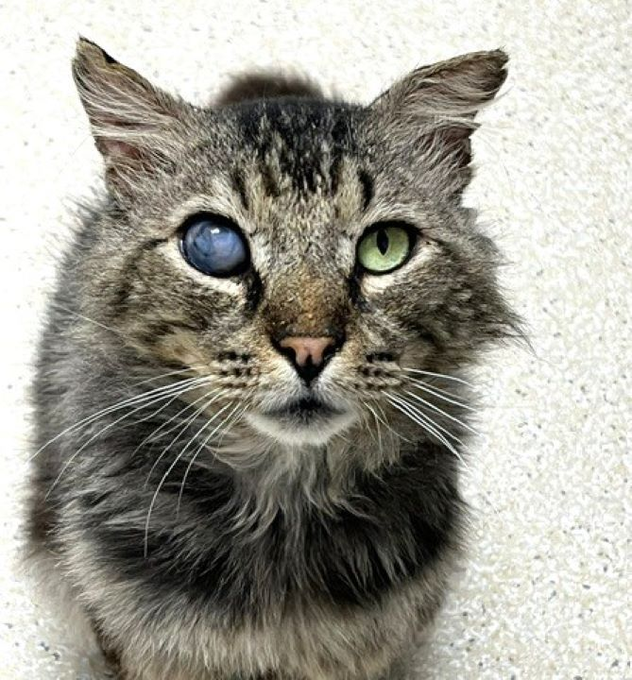 sachikoko's tweet photo. 👉🏽SENIOR ALERT🙏🏾PLEASE SHARE
💝Sweet 10YO #Senior Brown #Tabby Kitty "ANNUBIS"💝
🔊Needs A Loving🏠#FureverHome🏠
▶️4 Info https://t.co/KV8Z9gGXxY
🙏🏽#AdoptDontShop #AdoptASeniorCat
#StHelena, #CA #Norcal #NapaValley #PurrfectlyImperfect
✅CATS @wecare_rescue #RehomeHour #US #Cats https://t.co/YMxUBYxn2B