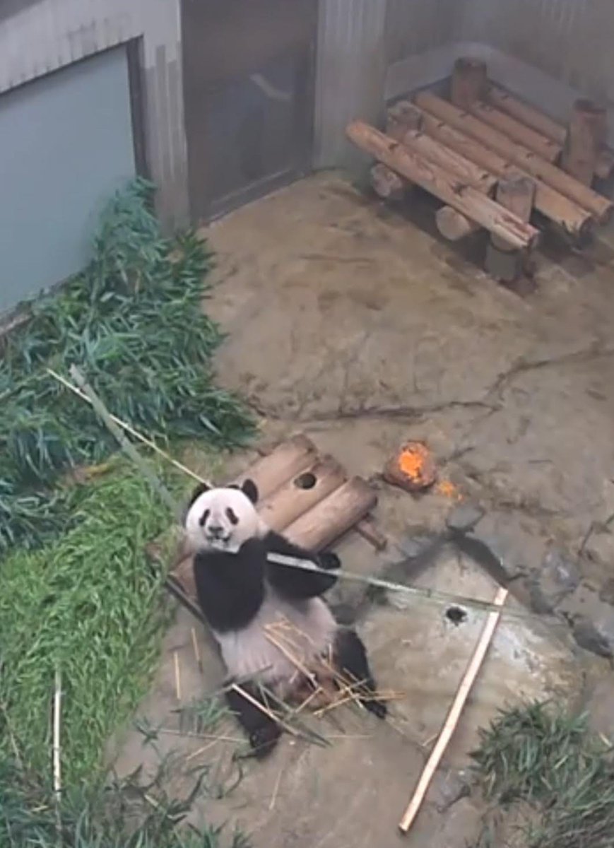 megu_shanko's tweet photo. #上野動物園　#シャンシャン
#ライブ映像
ニンジンはなにがなんでも拒否の決意をしたお部屋もここだったね https://t.co/UXpqa4pDOc