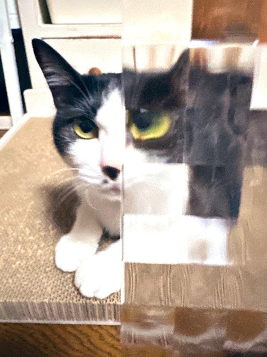 rue_berthe's tweet photo. 愛猫でモザイクしてみたら変顔ばかり🤭
撮り方もコツがあるんだ…！本当このアルバム何もかもすごい〜！
#milet_MadeofGlass https://t.co/FOiZnWUg6b