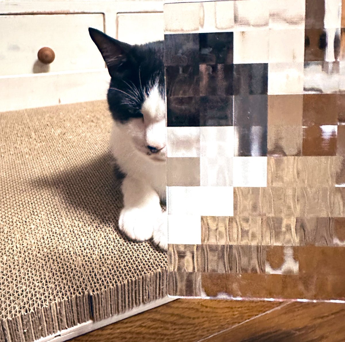 rue_berthe's tweet photo. 愛猫でモザイクしてみたら変顔ばかり🤭
撮り方もコツがあるんだ…！本当このアルバム何もかもすごい〜！
#milet_MadeofGlass https://t.co/FOiZnWUg6b
