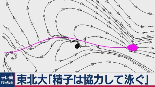 hasuziroo's tweet photo. 受精は団体戦 https://t.co/xMxcjMbksP