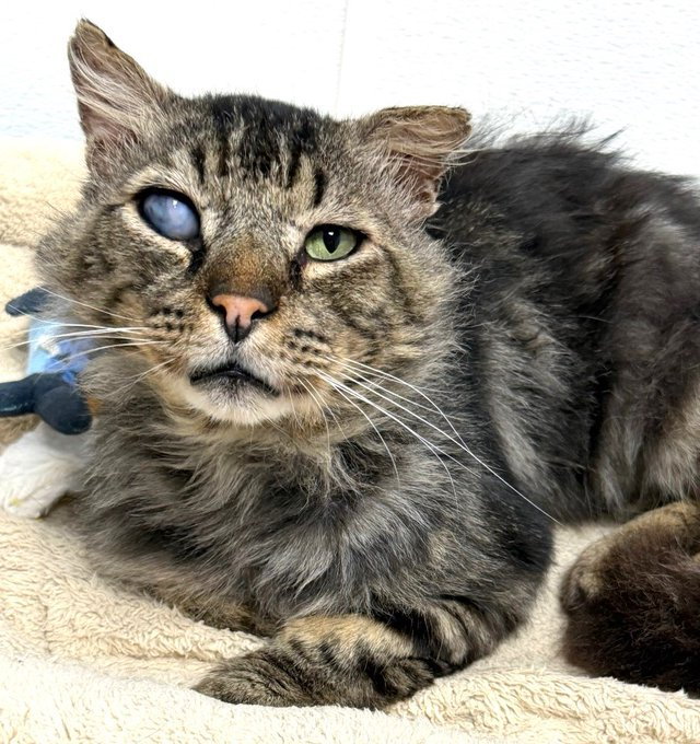 sachikoko's tweet photo. 👉🏽SENIOR ALERT🙏🏾PLEASE SHARE
💝Sweet 10YO #Senior Brown #Tabby Kitty "ANNUBIS"💝
🔊Needs A Loving🏠#FureverHome🏠
▶️4 Info https://t.co/KV8Z9gGXxY
🙏🏽#AdoptDontShop #AdoptASeniorCat
#StHelena, #CA #Norcal #NapaValley #PurrfectlyImperfect
✅CATS @wecare_rescue #RehomeHour #US #Cats https://t.co/YMxUBYxn2B