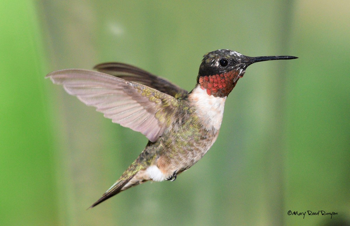 MaryReedRunyon1's tweet photo. #RubyThroatedHummingbird https://t.co/6hLGBrbAVW