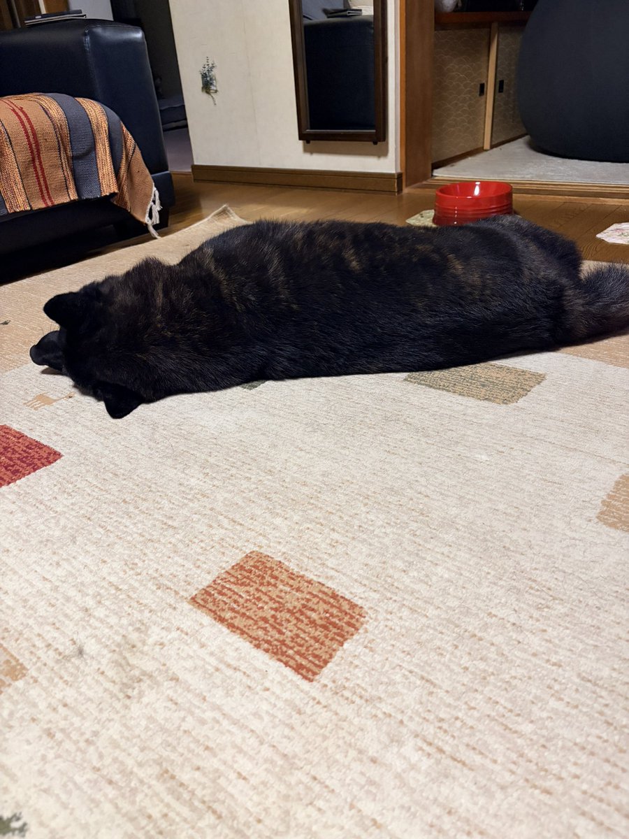 1128aim's tweet photo. 食後のまったり犬 https://t.co/qvfMTWLsyt