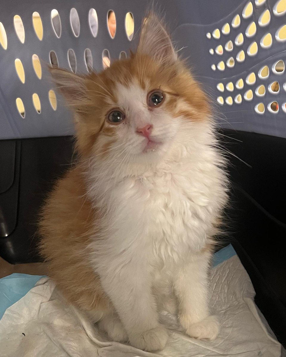 cqk5az07dhd80hg's tweet photo. 🌸NEW INTAKE ALERT🌸
Meet Akira💗 One of our wonderful volunteers went to go save this kitty after it was posted on the citizen app. Apparently she was trapped in a car engine since 6:30am the day before! that means she was there through all that rain. 😞

PAYPAL INBIO PLEASE. https://t.co/1rNTdtJioF