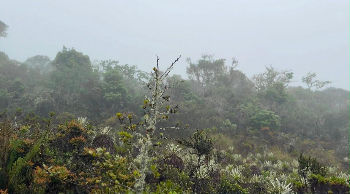 Alfred_Balle's tweet photo. Zorros llegan a zonas residenciales: esto encontramos en los Cerros Orientales

Desde @CAR_Cundi verificamos las condiciones ambientales de los Cerros Orientales y no encontramos factores que estén obligando a los zorros a desplazarse hacia la ciudad. Identificamos que la disponibilidad de comida y residuos orgánicos estaría favoreciendo su presencia en zonas urbanas. Instalaremos cámaras trampa para conocer sus recorridos y hacemos un llamado a no alimentarlos ni dejar residuos expuestos. Si encuentras fauna silvestre en riesgo, repórtala al 316 524 4031.