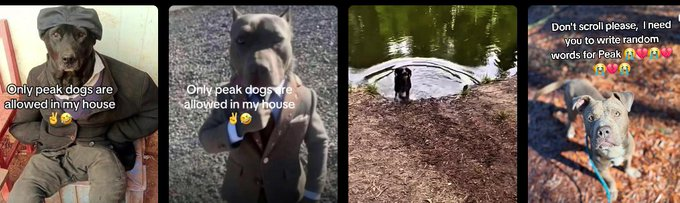 OGhigheronsol1's tweet photo. Theres a new viral brainrot trend for dogs going on  It's called - Peak Dogs  

https://t.co/OTzcbV7cg9 

It's bascially a bunch of brainrot dogs all titled as 
" Peak Dogs "   

Only peak dogs can enter the house  

Never tokenized https://t.co/N5dj1jricY