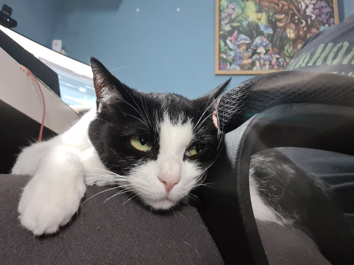 PlushyHunter_VT's tweet photo. Who likes cats? https://t.co/ddQraHNjSH