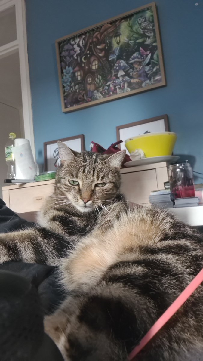 PlushyHunter_VT's tweet photo. Who likes cats? https://t.co/ddQraHNjSH