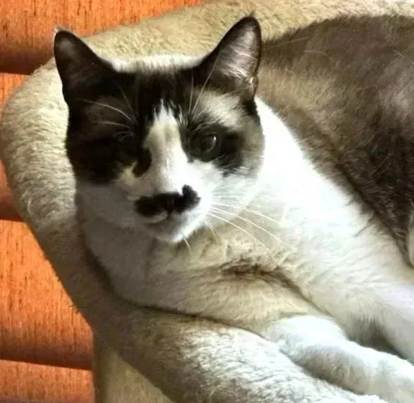 sachikoko's tweet photo. 🙏🏾PLEASE SHARE
🌷Sweet, Playful 5YO Snowshoe #Siamese Mix Kitty "FAYE"🌷
📣Needs A 🏡 #FureverHome🏡
▶️4 INFO https://t.co/RYwl1qrVfz
🙏🏽 #Adopt #AdoptDontShop #AdoptMe
#Acampo, #CA #Lodi #SanJoaquinCounty #CentralValley
☑Cats☑Kids @AdoptRescueCats 
#RehomeHour #US #Cats https://t.co/AELBJ21vgC