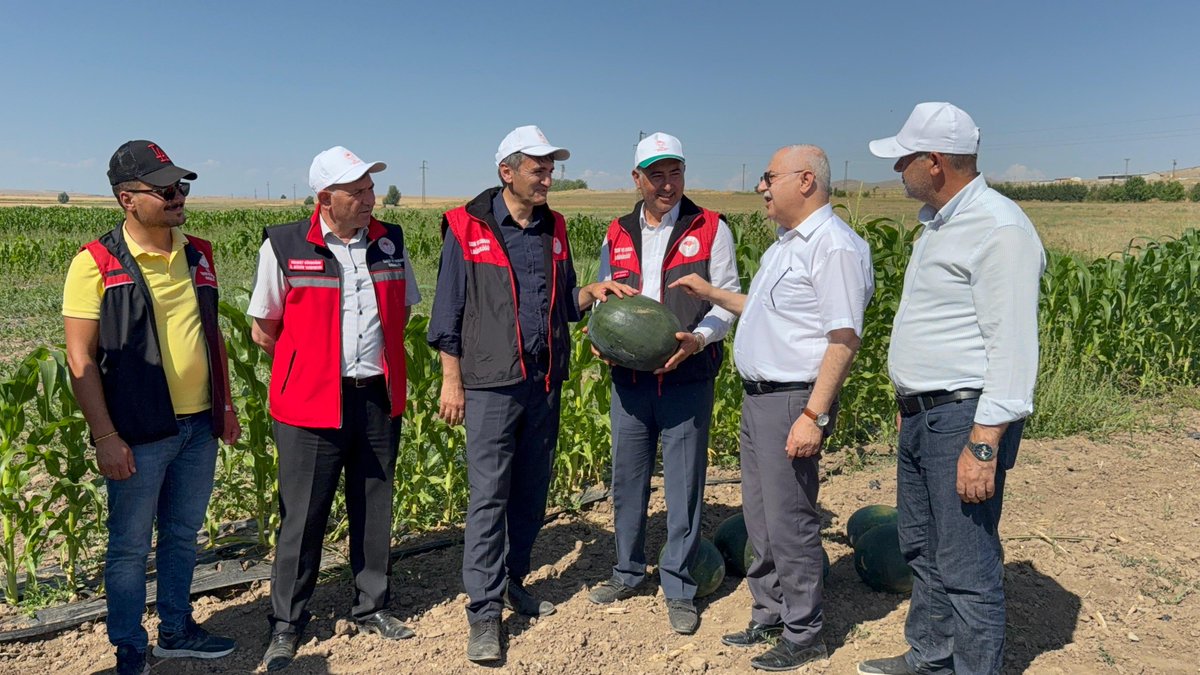 vantarimorman65's tweet photo. Yumurtatepe Mahallesi’nde Sarı Karpuz Hasadı Gerçekleştirildi 🍉🌱

Tuşba ilçemize bağlı Yumurtatepe Mahallesi’nde sebze üretimi yapan çiftçimiz Muharrem Gül’ün işletmesinde sarı karpuz hasadı gerçekleştirildi.
@ibrahimyumakli @tcvanvaliligi @trgyssmn https://t.co/4AMPvyUC16
