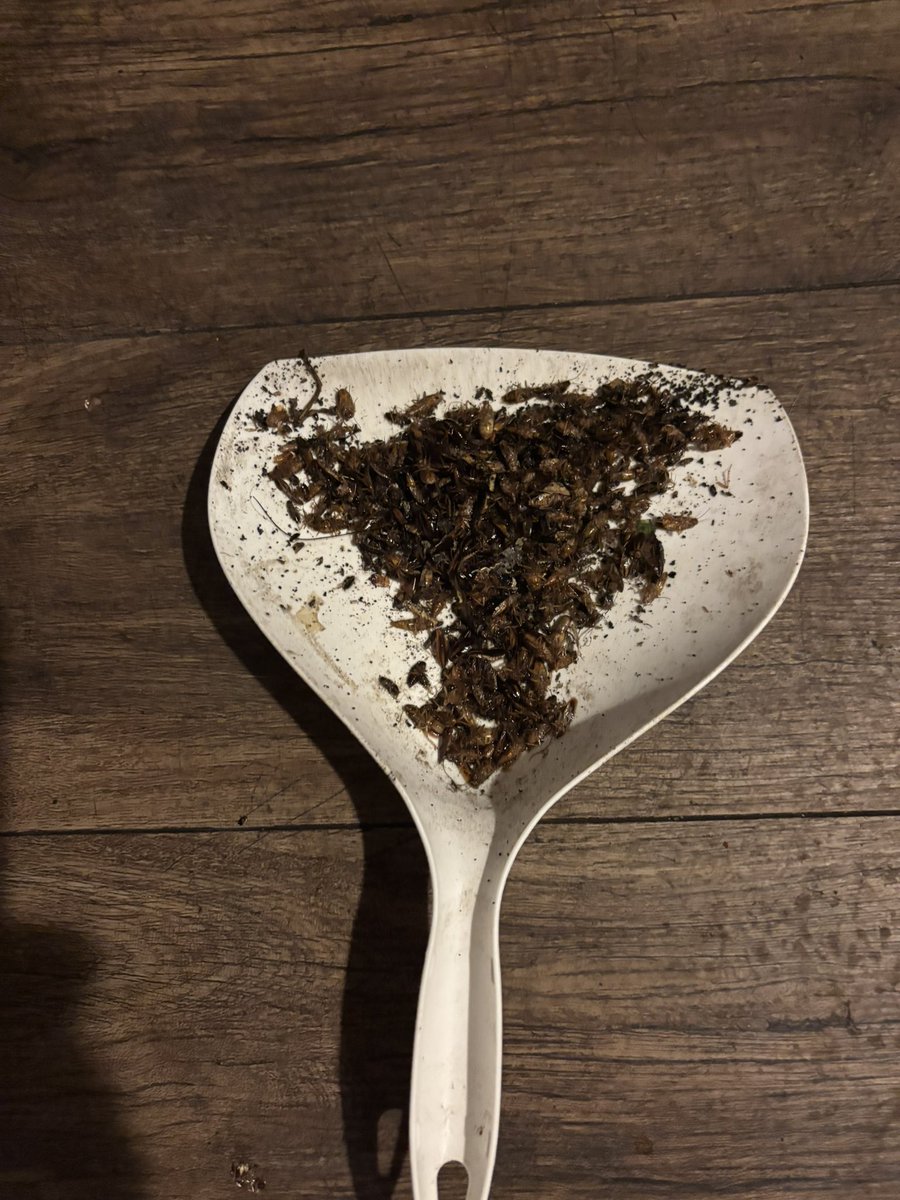 Re48686172's tweet photo. 某飲食店様でチャバネゴキブリ大繁殖…
定期的に大手の駆除業者さんにやってもらっているとの事…
定期的に駆除しててこの量…本当にちゃんとやっている��か疑問ですね。
#ゴキブリ駆除
#チャバネゴキブリ
#飲食店
#害虫被害 https://t.co/TMNBDZdNsG