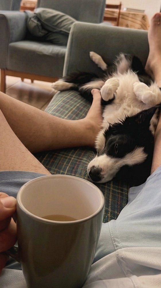 PJ_Mogi's tweet photo. Olha o Zé preguiça kkk

#bomdia #dog #bodercollie #sofa #deboa #feet https://t.co/PZU1dwjTgK