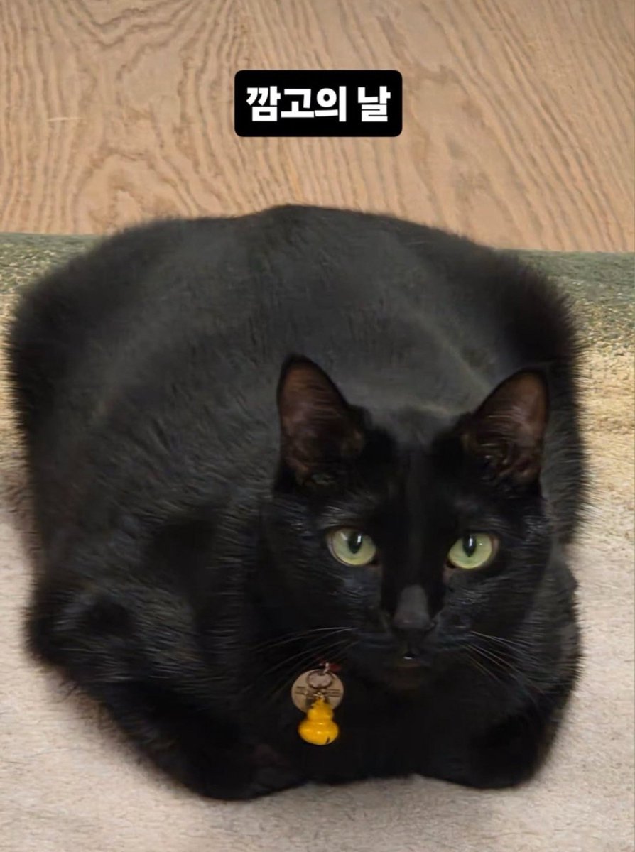 aegyoeobta's tweet photo. yoongi posting tang on both international cat day AND international black cat day. how one earth did this madly whipped dad hide his love for three whole years??? 😭 also so grateful he shares him with us and knows how happy this baby makes us too! https://t.co/77E5ugxFZ8