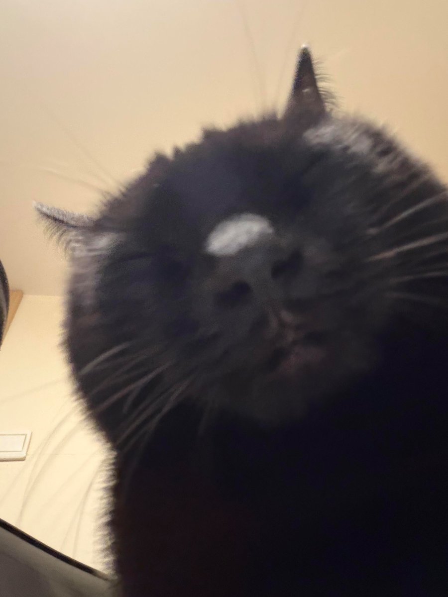 nocontextscats tweet picture