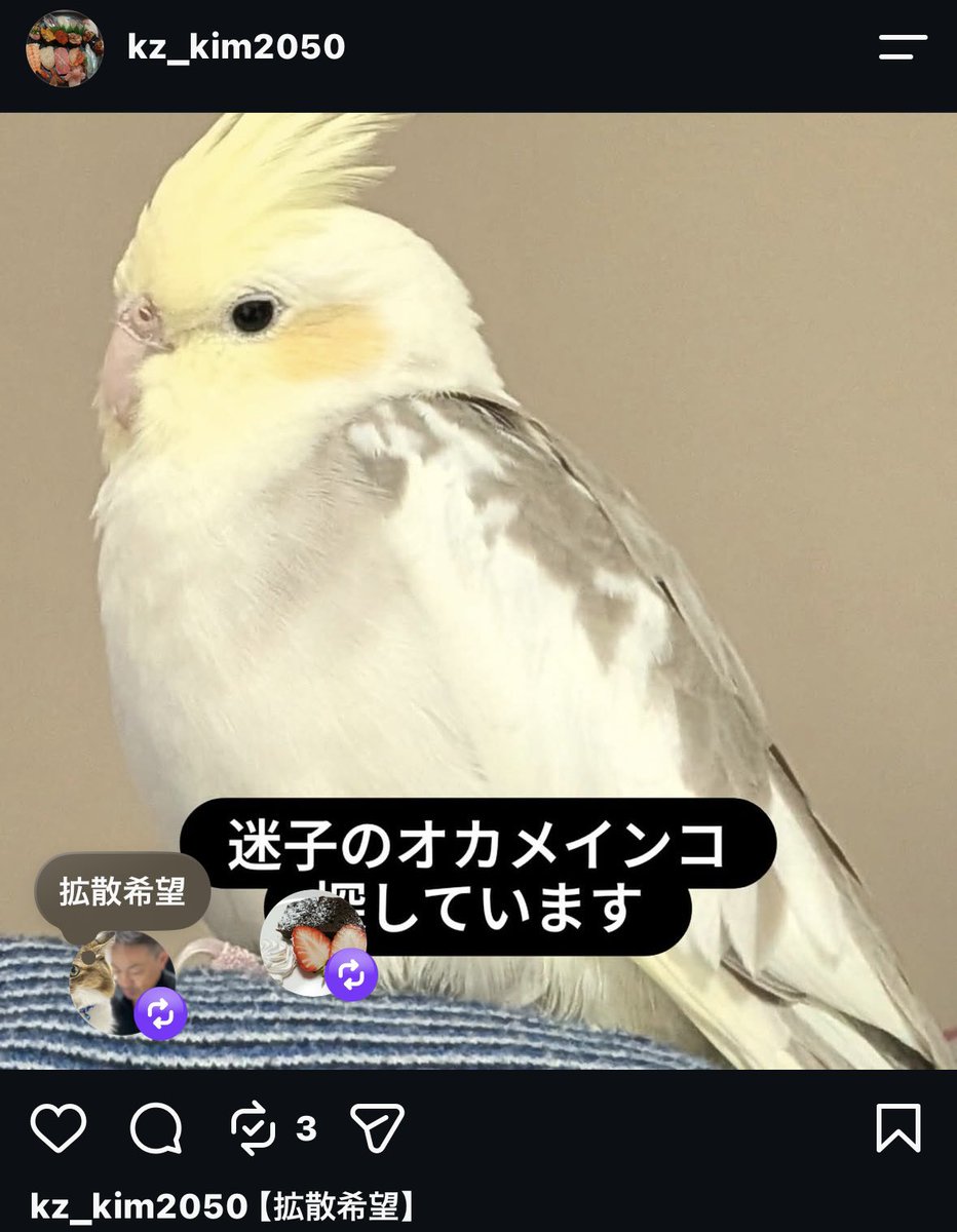 rifuto2's tweet photo. 【拡散希望】
迷子のオカメインコを探しています。
令和8年8月16日の朝に飛び出してしまいました。
名前：きいちゃん
色：イエローフェイスシナモンパイド
特徴：おしゃべりできませんが、「きいちゃん」と鳴く、ほっぺが薄い黄色
右足の爪が1本黒い 
住所地：大阪市平野区
#オカメインコ迷子
#迷子 https://t.co/1B0U8jFuMC