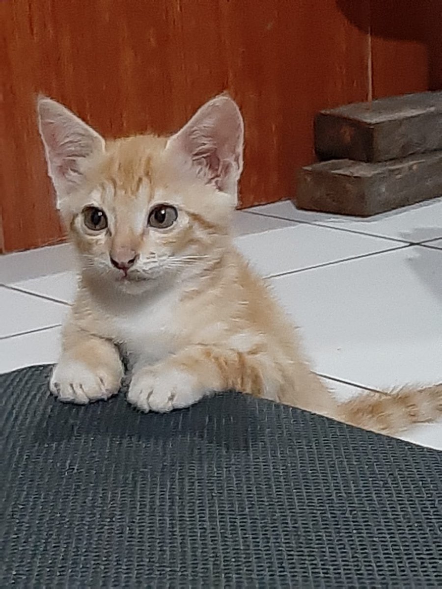 ucildaily's tweet photo. bibit sopan santun, gagah seperti bangsawan sudah terlihat dari kecil https://t.co/G8FpdEK8lk