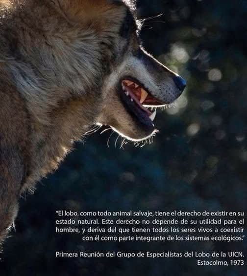 Marcoslrua's tweet photo. El lobo no necesita demostrar que es útil para merecer existir.

No necesita justificarse ante nosotros, ni aportar beneficios económicos, ni pedir permiso para ocupar el territorio que durante miles de años compartió con el resto de especies. Su derecho a vivir no depende de lo que pueda darnos, sino de algo mucho más sencillo y profundo: forma parte de la naturaleza y tiene derecho a seguir formando parte de ella.

Hace más de medio siglo, el Grupo de Especialistas del Lobo de la UICN ya lo expresó con claridad: el lobo, como todo animal salvaje, tiene derecho a existir en su estado natural y a coexistir con nosotros como parte integrante de los sistemas ecológicos.

En 1973 ya se entendía algo que todavía hoy algunos se niegan a aceptar.

El lobo no es una pieza que podamos eliminar cuando molesta, ni una herramienta que debamos conservar únicamente cuando nos resulta útil. Es un depredador esencial, una pieza del equilibrio ecológico y un símbolo de una naturaleza que todavía conserva algo de libertad.

Proteger al lobo no es hacerle un favor. Es asumir nuestra responsabilidad.

Porque cuando una sociedad necesita encontrar razones para permitir que una especie salvaje siga viviendo, quizá el problema no esté en el lobo.

Quizá esté en nosotros.