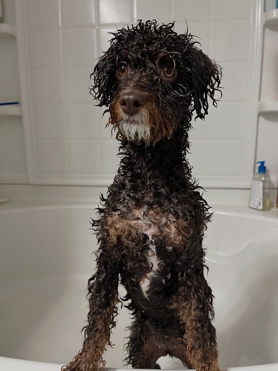 atlantapetlife's tweet photo. Happy Sunday Funday! Coco is officially getting all fresh and fluffy, bracing herself to conquer the new week ahead with that signature soaked-but-sassy look! 🛁✨

Wishing all of our amazing Atlanta furriends and their humans a wonderful, energized start to the upcoming week.💛 https://t.co/miONQCnFRP