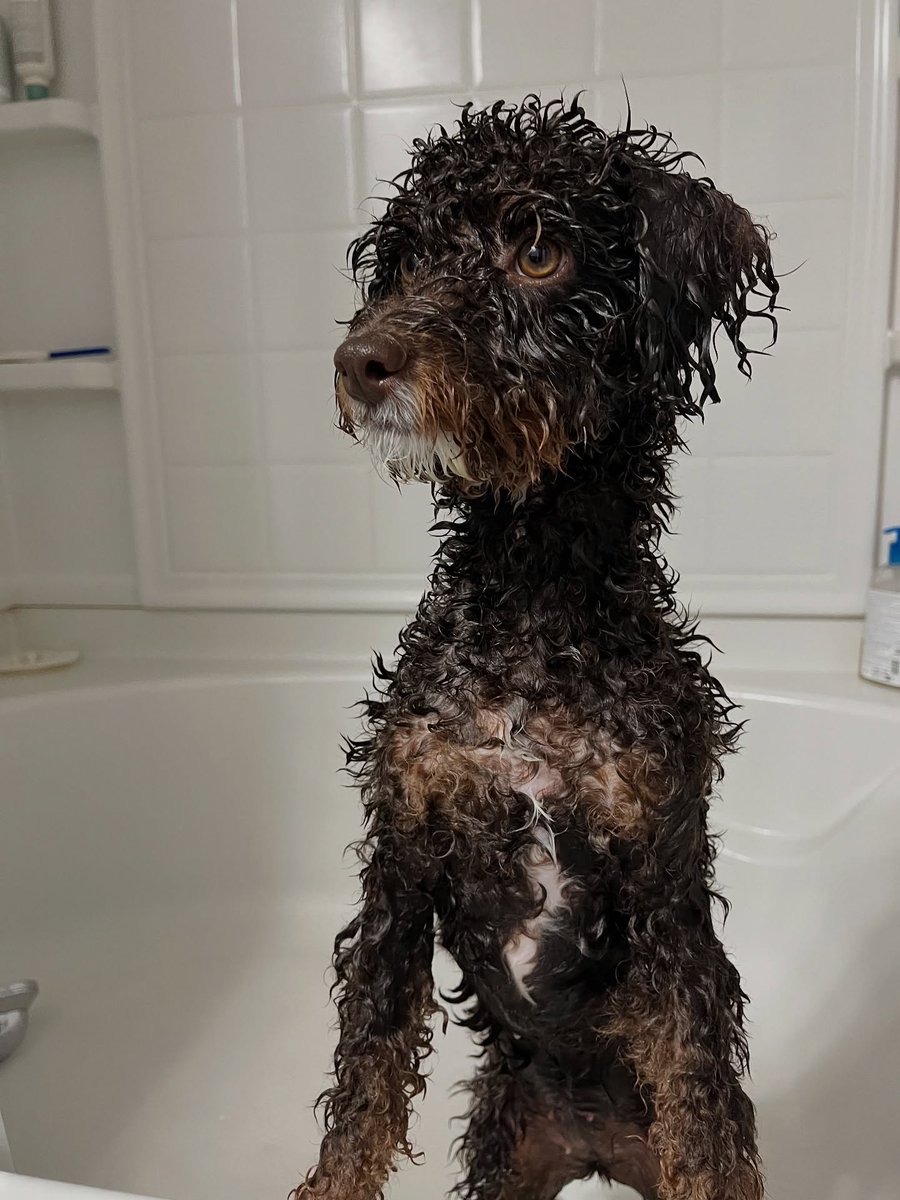 atlantapetlife's tweet photo. Happy Sunday Funday! Coco is officially getting all fresh and fluffy, bracing herself to conquer the new week ahead with that signature soaked-but-sassy look! 🛁✨

Wishing all of our amazing Atlanta furriends and their humans a wonderful, energized start to the upcoming week.💛 https://t.co/miONQCnFRP