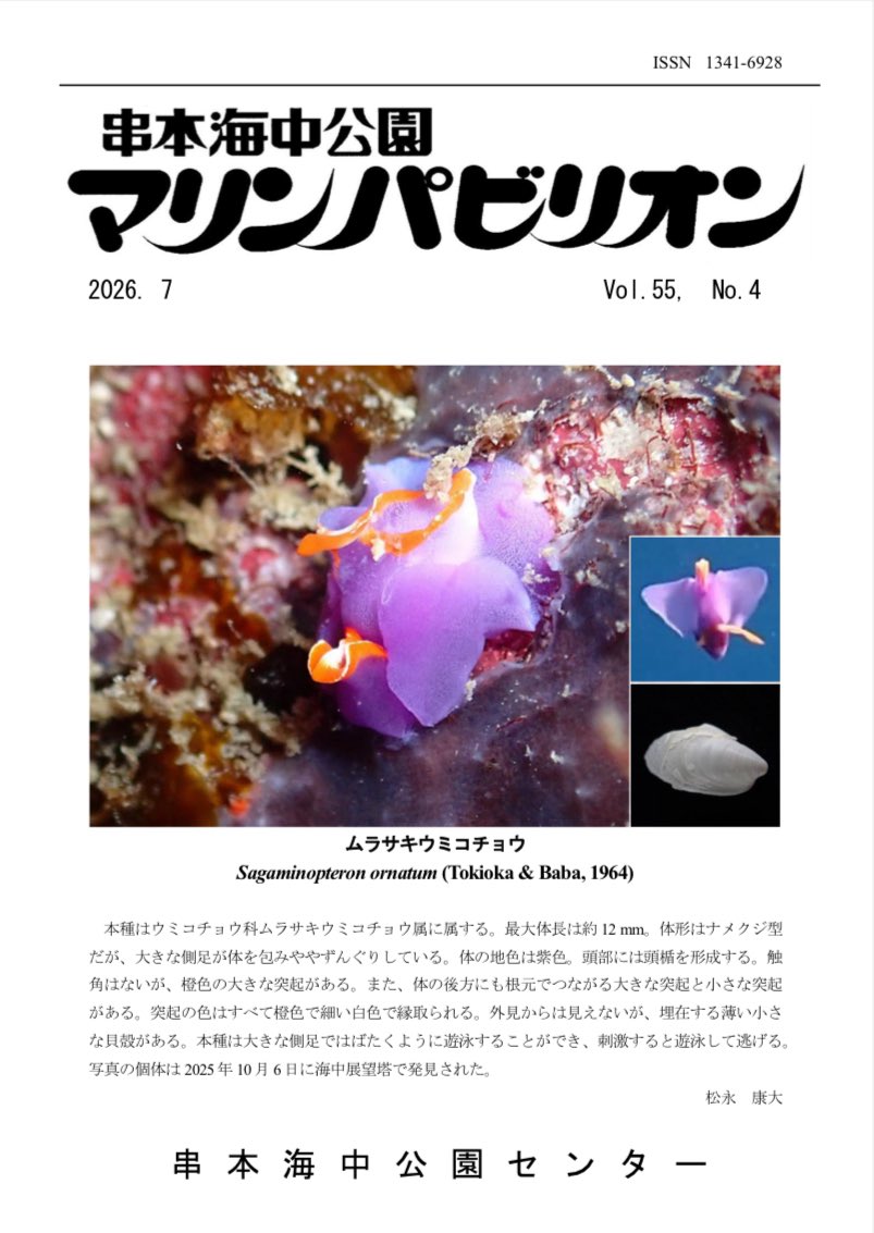 KushimotoMP's tweet photo. 7月のマリンパビリオンが出版されました！

・テンジクダイ科の稀種ヤツトゲテンジクダイの和歌山県からの追加記録
・台風6号による錆浦海岸水中被害状況
・トンネル水槽珍客　展示水槽編
・ウミガメ人工産卵場での産卵時刻まとめ
・ウミウサギガイの飼育展示の紹介
https://t.co/4MIHfb4115 https://t.co/QiwoIFDbIw