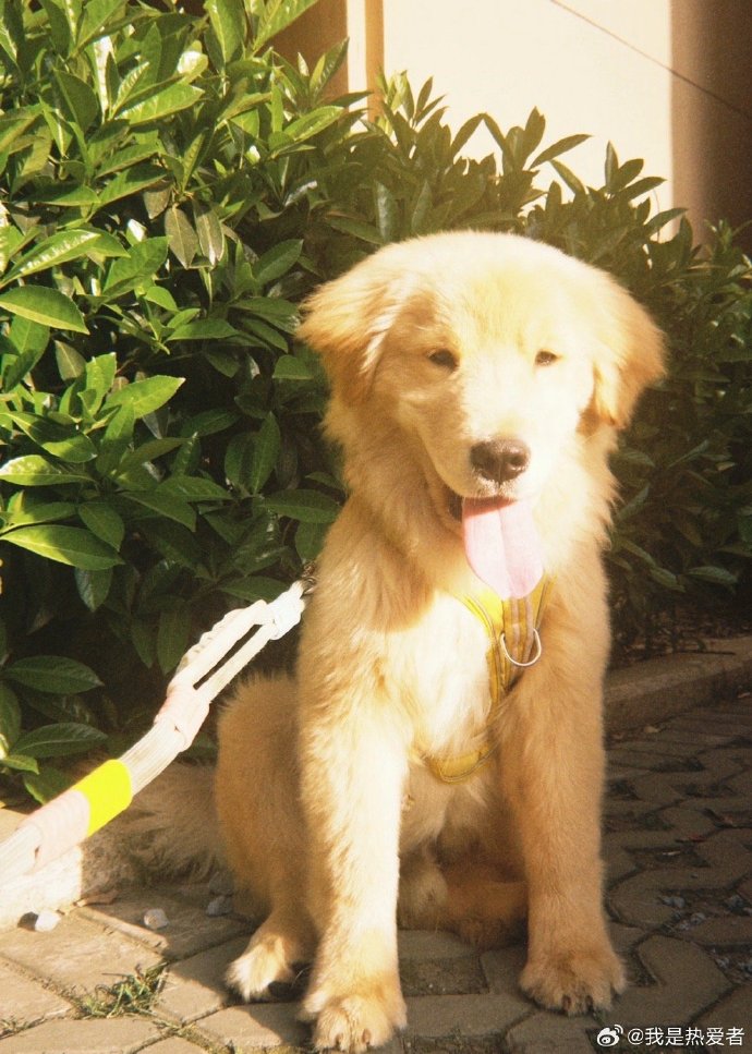 StempniakStan's tweet photo. My little pup grew 2 inches in a month! Today he already waits by the door for his morning walk like a big boy https://t.co/odQp0uC67K