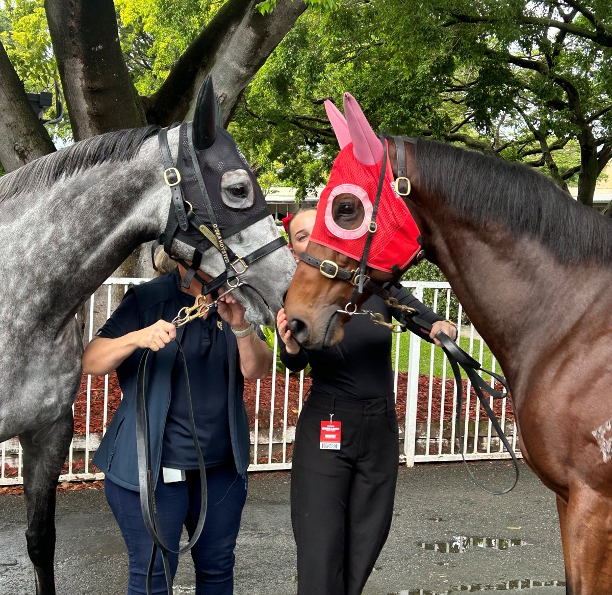 ProvenTbreds's tweet photo. On October 27, 2019, a little grey foal was facing immediate peril after his mother ROSES FOR DEB died during birth.
By some miraculous intervention, a nearby mare named SHIGERU SENDAN gave birth to another colt by the same stallion, MERCHANT NAVY, within a 24-hour window of ROSES FOR DEB passing.
Thanks to the swift action of the team at Fernrigg Farm, the little grey foal, affectionately named ‘RONNIE’, was introduced to SHIGERU SENDAN and the foster mother accepted him as one of her own, raising both colts to become successful racehorses, known as NAVAL TRADER (Ronnie) and PIRAEUS.
Last year at the races in Brisbane, we were able to reunite the brothers for the first time in 5 years and safe to say they recognised each other!
We reflect on this remarkable story as we have retired NAVAL TRADER from racing. He has been placed in the expert care of one of his former track riders Bec Young!