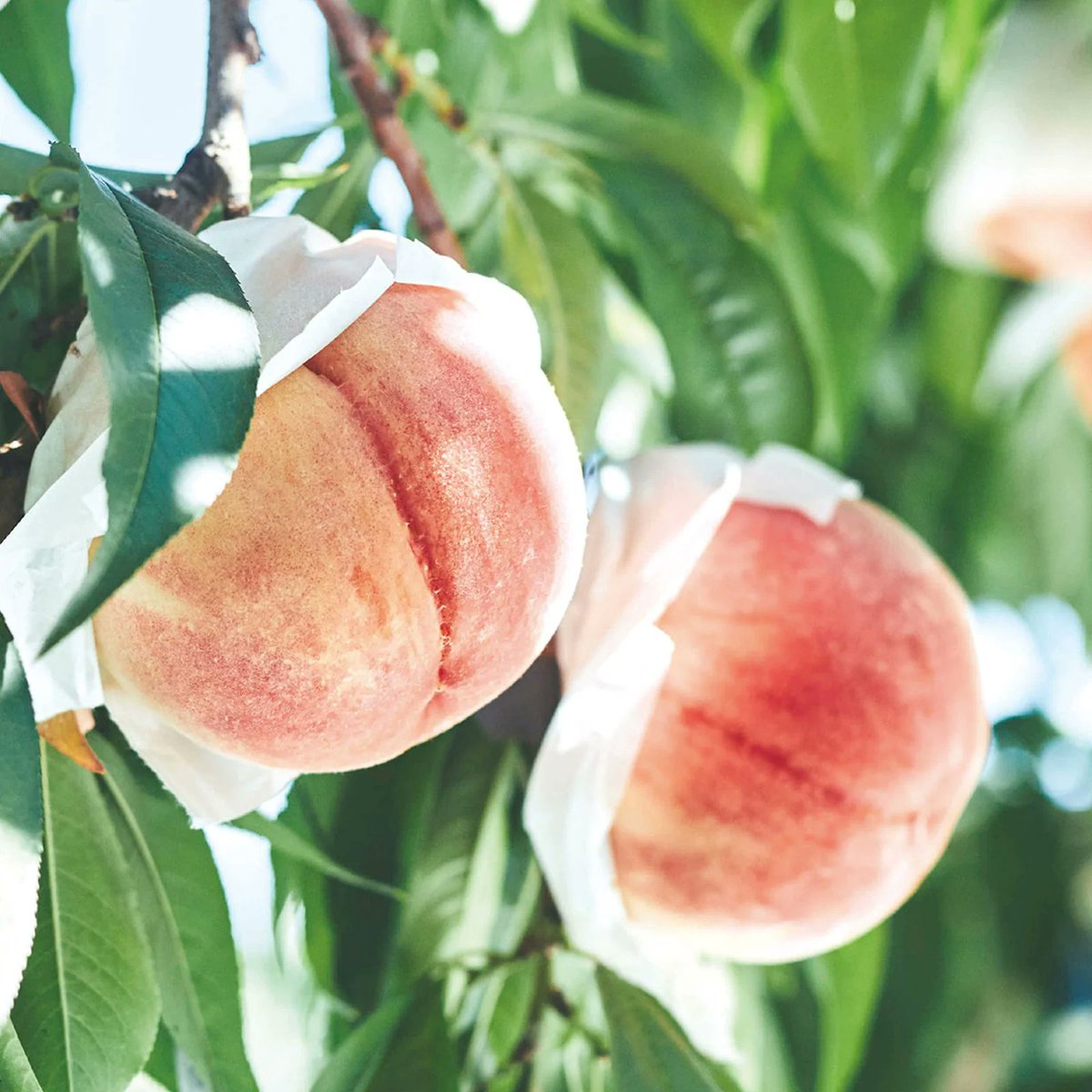 MAISONCACAO_INC's tweet photo. ／ 
ジューシーな白桃をたっぷりと🍑🌿
＼

【リッチ生チョコタルト白桃3個】

夏だけの期間限定🐚
甘みのギュッと詰まった白桃をお届け。

香りが華やかな白桃「幸茜」のピューレと
ホワイトチョコレートにヨーグルトを合わせた
夏にぴったりの爽やかな味わい✨

Online Shop🛒
https://t.co/TZYivYy607

#MAISONCACAO #メゾンカカオ #チョコレート