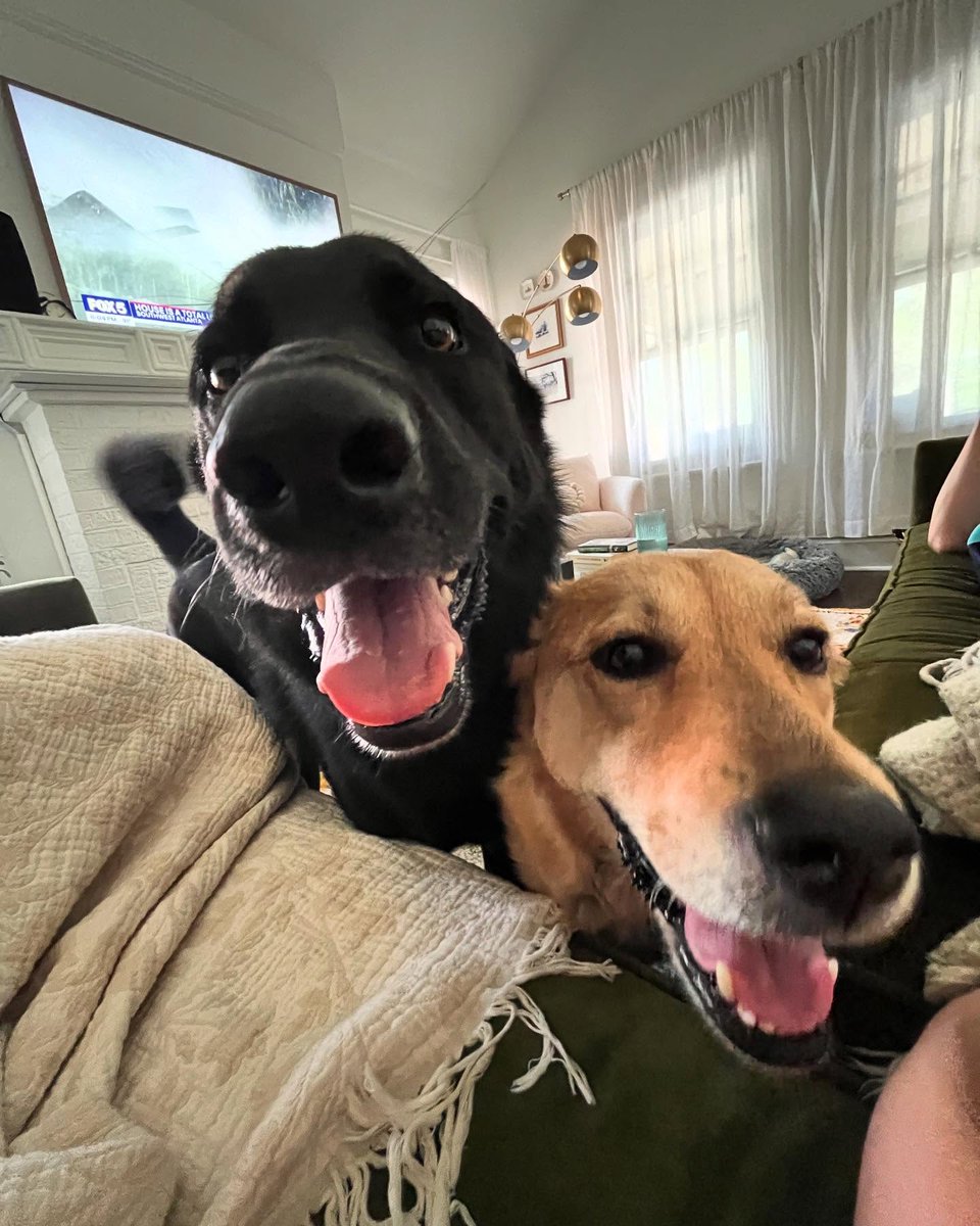 atlantapetlife's tweet photo. Happy Tongue Out Tuesday! 👅✨

Tycho and his best pal are here to remind you that the only thing better than one cute pooch is two! Sending so much love and happy vibes to all of our amazing Atlanta pet furriends today—hope your day is filled with belly rubs and sunshine! 🐾💛 https://t.co/u9myl0c49c