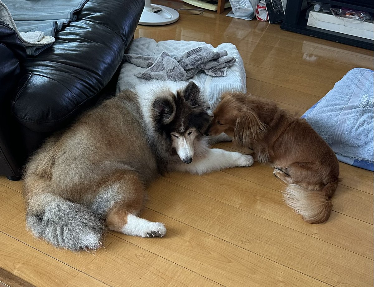 yellow_piipooo's tweet photo. ｺｿｯ( *¯ﾉᵕ¯*)「兄ちゃん、あのね…」
ってやってるみたい(笑)
仲の良い？2ワンだねぇ🐶
 #シェルティ  #ミニチュアダックス https://t.co/zcDz3oGi2u
