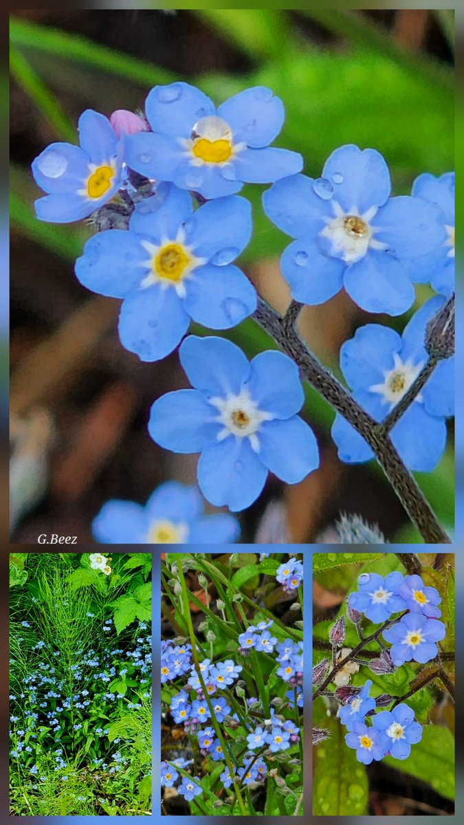 beesley_gillian's tweet photo. Have a terrific Tuesday, twitterpals.  Stay kind😇  #Tuesdayblue  #forgetmenot https://t.co/f0JB5oZOl1