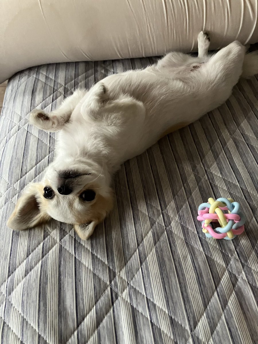 appare_hare's tweet photo. 今日も晴れてます🌞

我が実家にニューファミリーが増えました🐶
名前はりんちゃんです。

よろしくお願い致します。
かわいい！！！笑

#ハレノチ晴
#今日も晴れてます
#犬
#ワンちゃん
#イヌスタグラム https://t.co/Ay62s8gX1a
