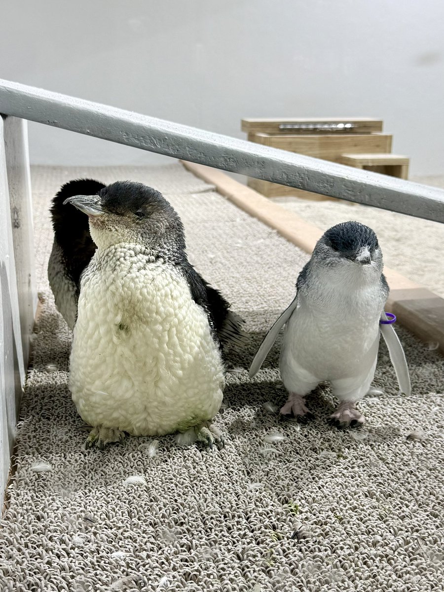 GacchiRika's tweet photo. フェアリーペンギン
換羽中のぽってりした姿がかわいい🩷
換羽終わってる個体と比べたら、こんな感じ

#AOAO https://t.co/LKbM9ZqdMW