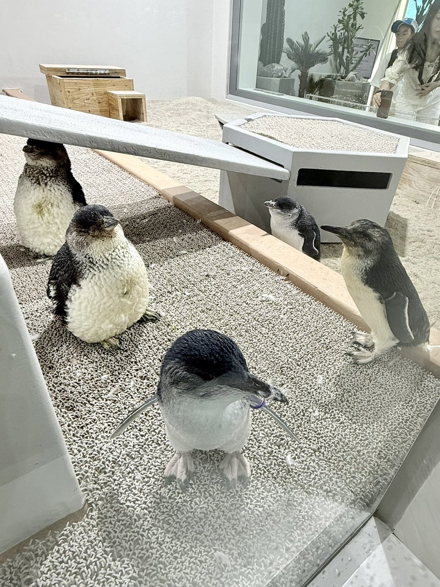 GacchiRika's tweet photo. フェアリーペンギン
換羽中のぽってりした姿がかわいい🩷
換羽終わってる個体と比べたら、こんな感じ

#AOAO https://t.co/LKbM9ZqdMW