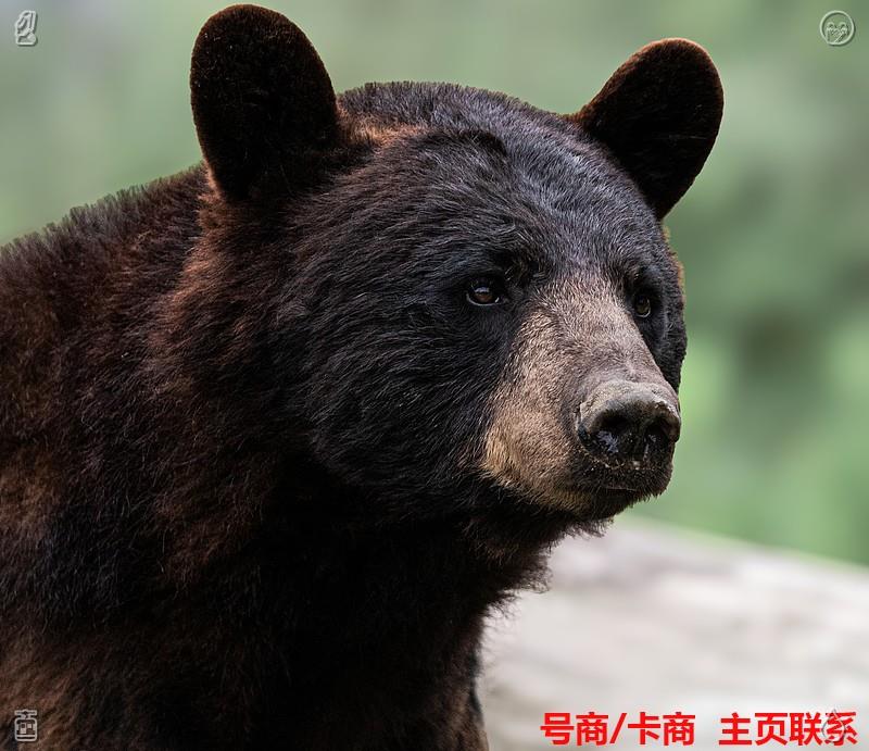 Lil_ivs's tweet photo. 🦝QQ号 🌓抖音号
⌚钉钉 🏑身份证、护照
🎬移动联通电信 📎支持担保
🌤请联系主页飞机✈对接，X不常在线🦈

😵2026-08-18 15:08:27
努力驱散人生迷茫，坚持铸就人生梦想，往后余生，活成理想中的自己。 https://t.co/TOgRhutnvT