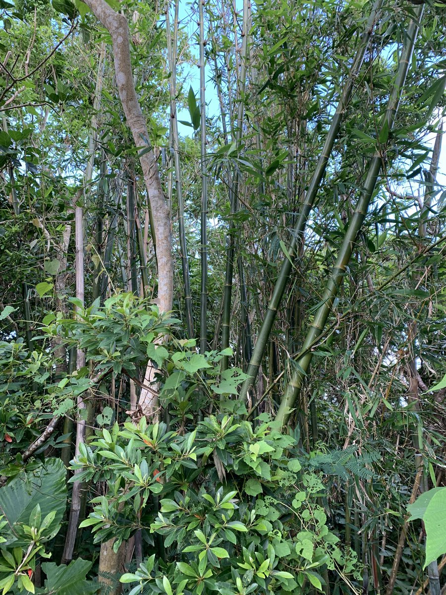 THEOBA_okinawa2's tweet photo. 石垣島にサソリ🦂いるのよ
山崎です(・ω・)ノ
自然に生えてる竹初めて見たかも
#THEOBA
#ゲームしたいと思いながら何故か山に居る帰ったらアレもしてコレもしてって嫌だぁぁぁぁ全部うっちゃんなげるかもう https://t.co/48psScTwcF