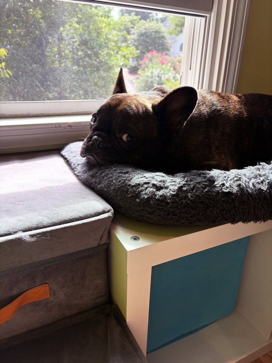 atlantapetlife's tweet photo. Franklin is currently mastering the fine art of Monday morning protest. 🐾

His schedule is fully booked with sunbeam soaking and aggressive napping, and honestly, we’re inclined to agree—Monday mornings are strictly for relaxing!

#MondayMood #FranklinTheFrenchie #MondayMorning https://t.co/QtAbS7IlHH