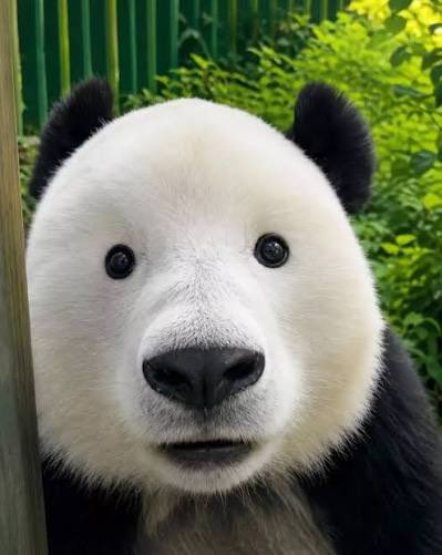 stylizedclown's tweet photo. i rlly like  this panda https://t.co/oeUXuKJMuI