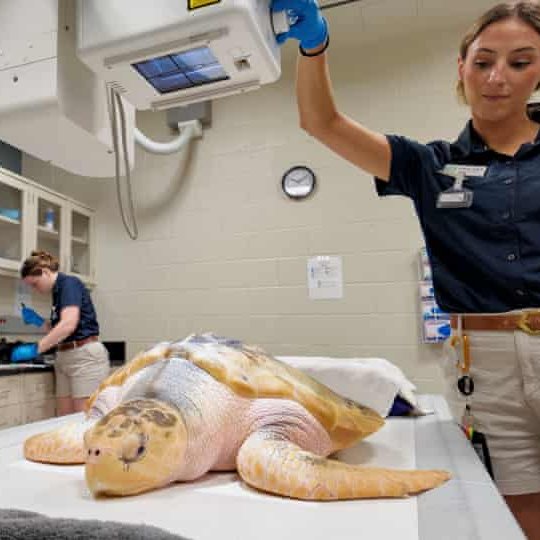 AMAZlNGNATURE's tweet photo. Rhossi, a rare sea turtle, returns to Texas after 5,000 mile journey from Wales

The endangered Kemp’s ridley was found near death in Wales in 2023 and spent over two years recovering. He is now in Houston and will eventually be released into the Gulf of Mexico https://t.co/D8SDpIMzBh