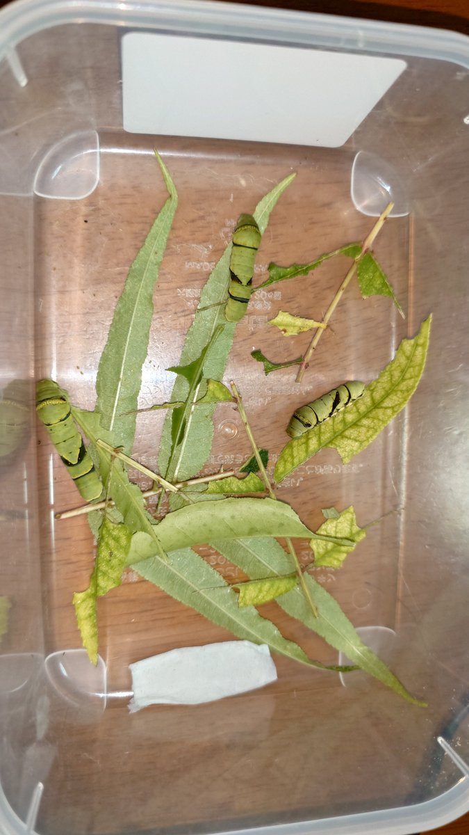 Sima6464's tweet photo. ベランダで見つけた子たちですが、ほとんど子が終礼になりました。
見つけた植物がカラスザンショウだったせいか、ほとんどの子がカラスザンショウしか食べないで、食草の調達が大変でした。
#ナミア��ハ
#アゲハチョウ
#蝶 https://t.co/osmgr345Qz