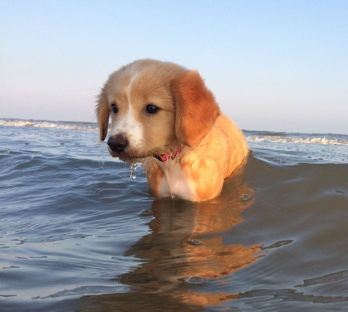 pseudo_puppy's tweet photo. owner... owner salty owner help salty.... treat..... https://t.co/EADWHIkjIw