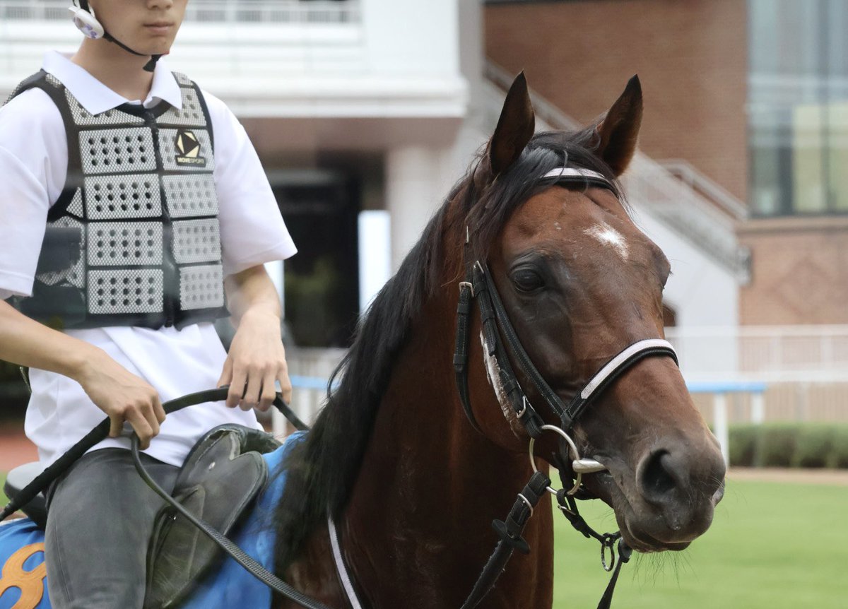 _rnrnrnr_'s tweet photo. 0818 #グランドカリナン #田島俊明厩舎
いつもありがとうございます🐴💛 https://t.co/zAcThPBtg9
