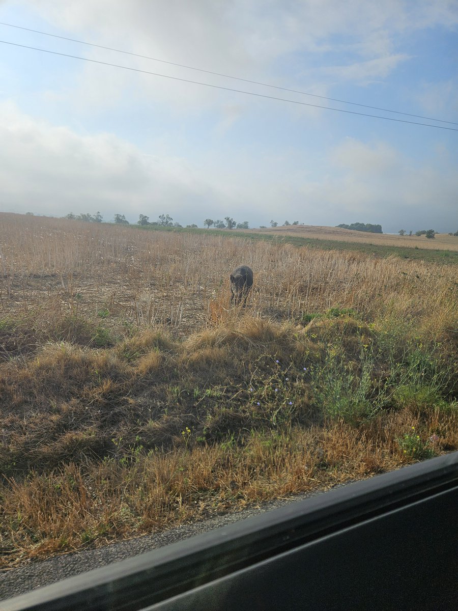 XFargas's tweet photo. 🚨🐗 ALERTA A IGUALADA! EL BROT SE’LS ESCAPA DE LES MANS!

Milions gastats per matar senglars i la PPA (Peste porcina) continua avançant. El brot ja és fora de les zones delimitades. Veïns i pagesos avisaven. 

Avui ho hem comprovat: senglars malalts, alguns incapaços ni de mantenir-se drets, a l’entrada d’Igualada i Òdena.

Qui controla això? Ningú? El Govern d’Illa ha perdut el control. 

Desperta Ferro -  Visca Catalunya.