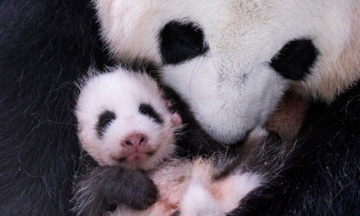 BAO