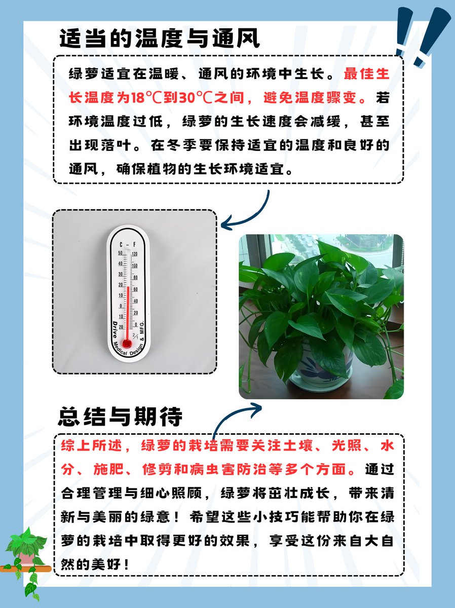 doualeh10's tweet photo. [Pro tip for your pothos! Rotate it 1/4 turn weekly for even sun growth, and water only when top 2 inches of soil feel dry  #PlantCareTips]， https://t.co/AnKhPj63SG